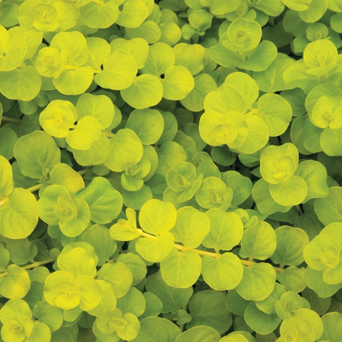 Creeping Jenny - Lysimachia nummularia from R&D Wholesale Nursery