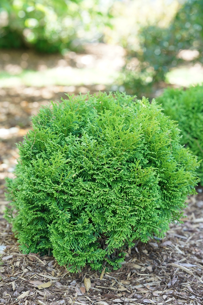 'Tater Tot&reg;' Arborvitae - Thuja occidentalis from R&D Wholesale Nursery