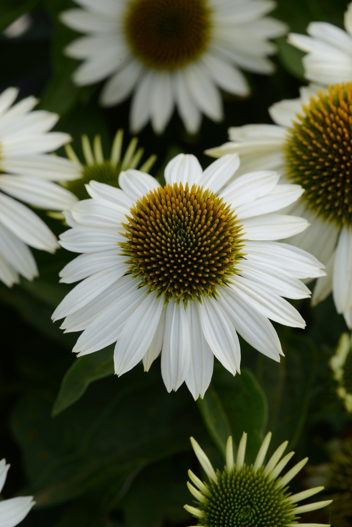 Sombrero&reg; 'Blanco' - Echinacea (Coneflower) from R&D Wholesale Nursery