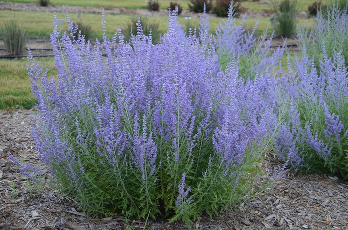 'Blue Jean Baby' Russian Sage - Perovskia atriplicifolia from R&D Wholesale Nursery