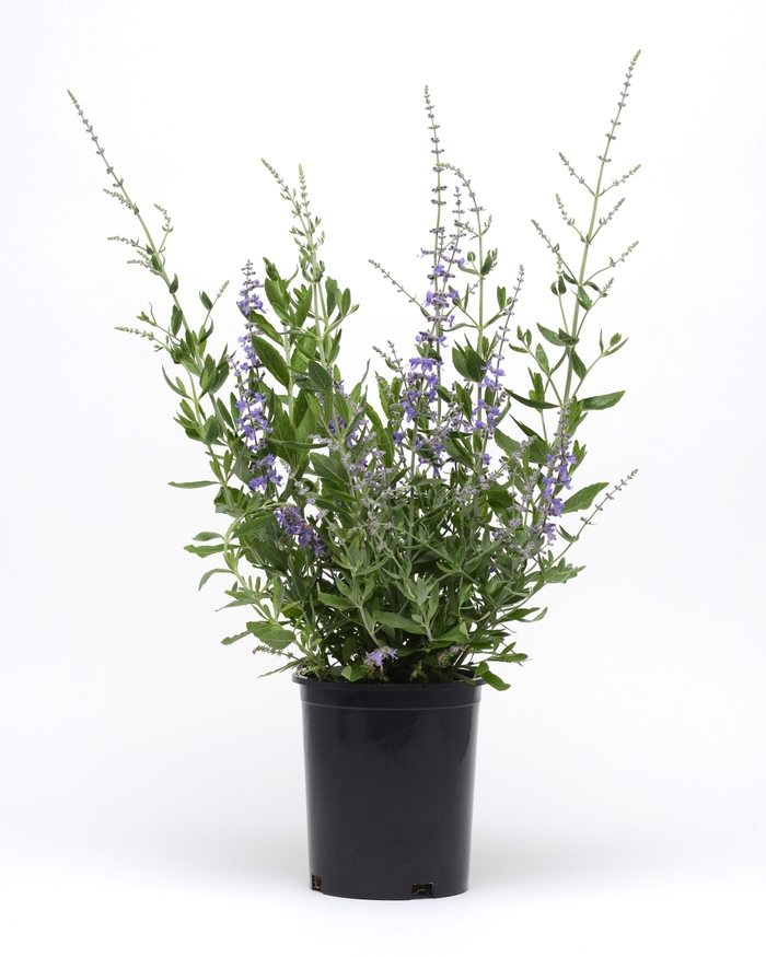 'Blue Spritzer' Russian Sage - Perovskia atriplicifolia from R&D Wholesale Nursery