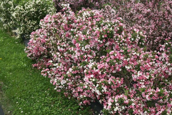 Czechmark Trilogy® - Weigela florida from R&D Wholesale Nursery