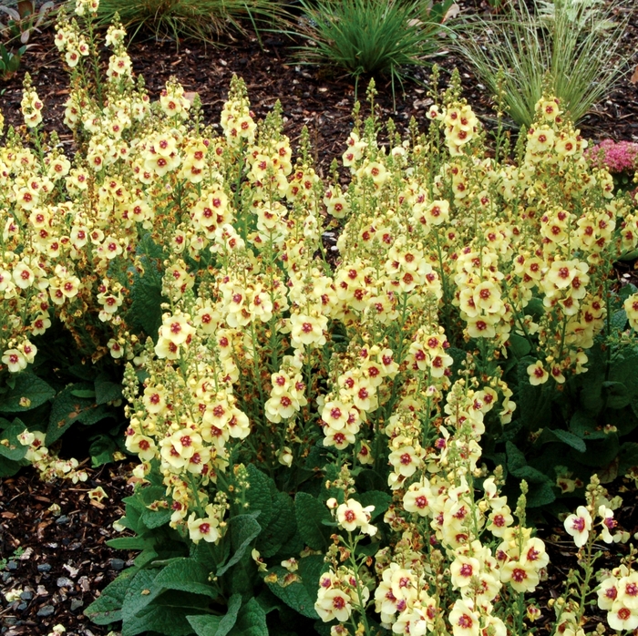 'Dark Eyes' Mullein - Verbascum from R&D Wholesale Nursery