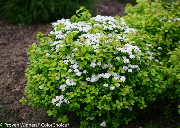 Glow Girl® - Spiraea betulifolia from R&D Wholesale Nursery