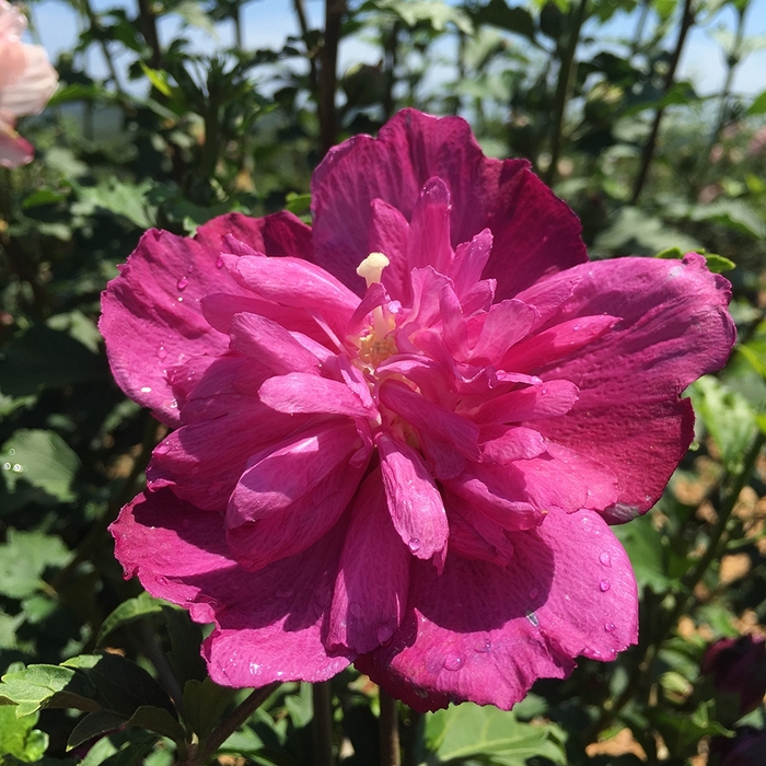 Smoothie™ 'Raspberry Smoothie™' - Hibiscus syriacus (Rose of Sharon) from R&D Wholesale Nursery