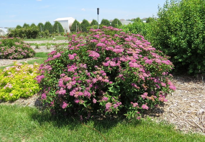Superstar™ Spirea - Spiraea x bumalda Denistar from R&D Wholesale Nursery