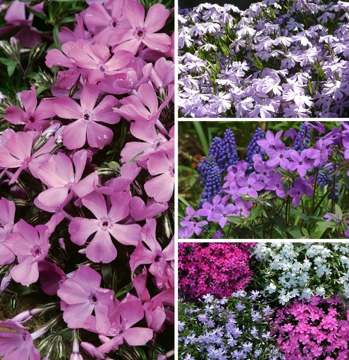 Assorted Creeping Phlox - Phlox subulata from R&D Wholesale Nursery