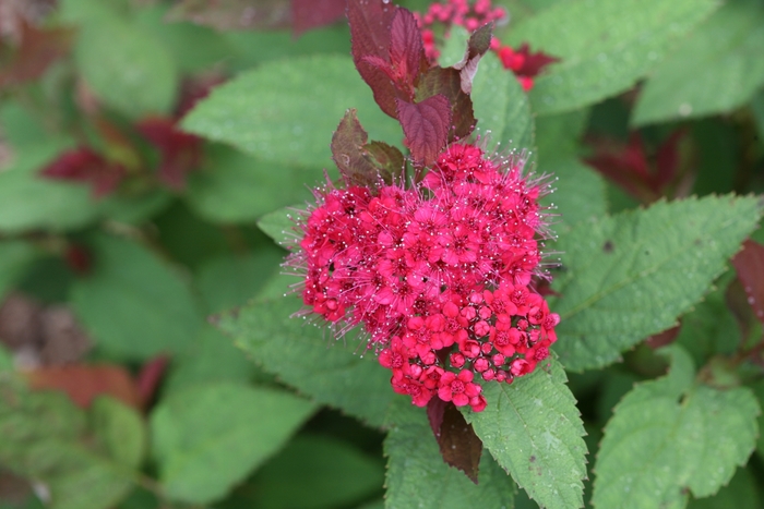 Double Play Doozie® - Spiraea x from R&D Wholesale Nursery