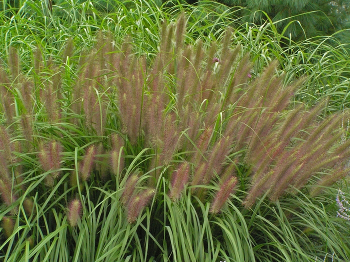 'Red Head' Fountain Grass - Pennisetum alopecuroides from R&D Wholesale Nursery