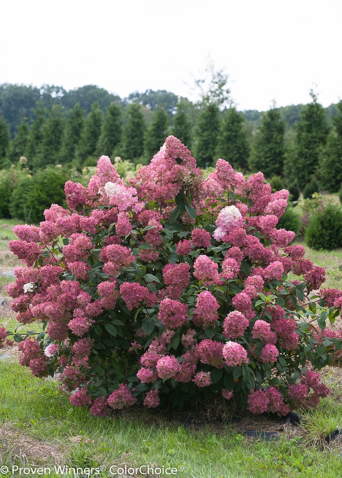 'Fire Light&reg;' Panicle Hydrangea - Hydrangea paniculata from R&D Wholesale Nursery
