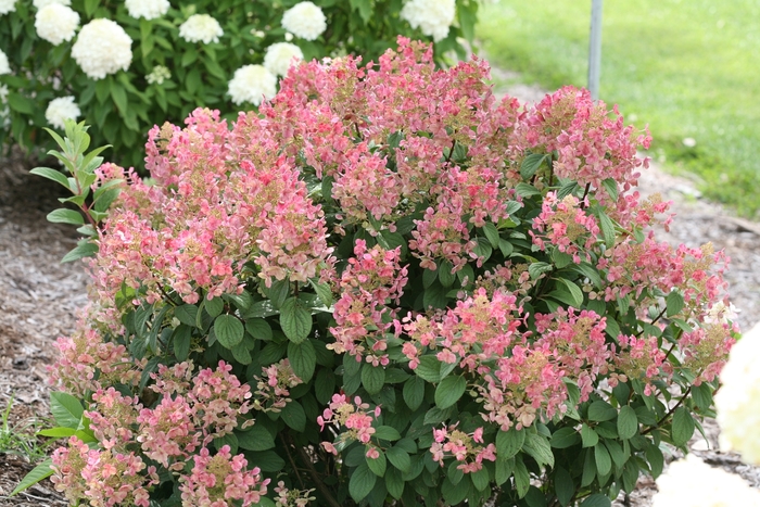 'Little Quick Fire®' Panicle Hydrangea - Hydrangea paniculata from R&D Wholesale Nursery