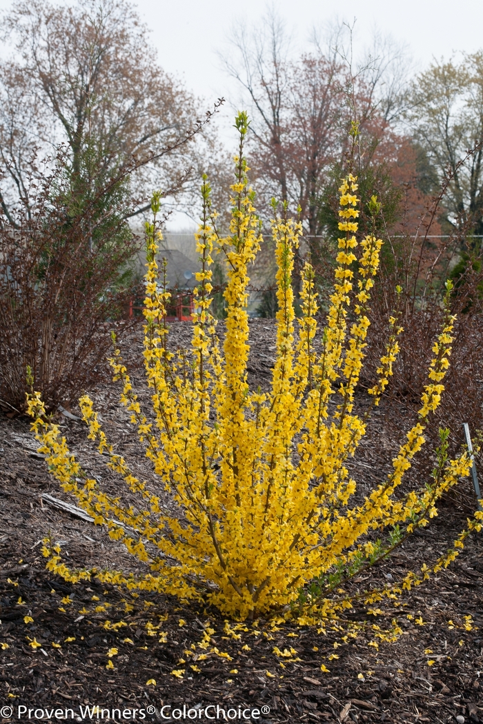 Show Off Starlet® - Forsythia from R&D Wholesale Nursery