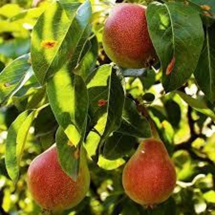 Summercrisp Pear - Pyrus communis 'Summercrisp' from R&D Wholesale Nursery