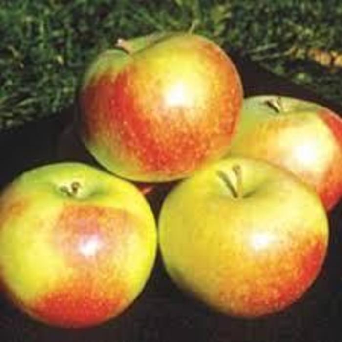 Wealthy Apple - Malus domestica 'Wealthy' from R&D Wholesale Nursery