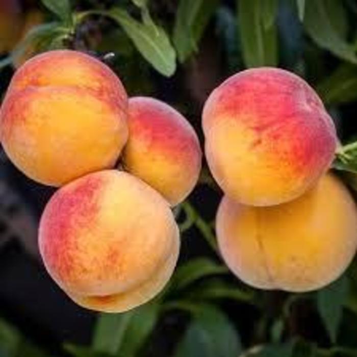 Early Elberta Peach - Prunus persica 'Early Elberta' from R&D Wholesale Nursery