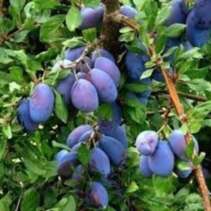 Italian Plum - Prunus domestica Italian from R&D Wholesale Nursery