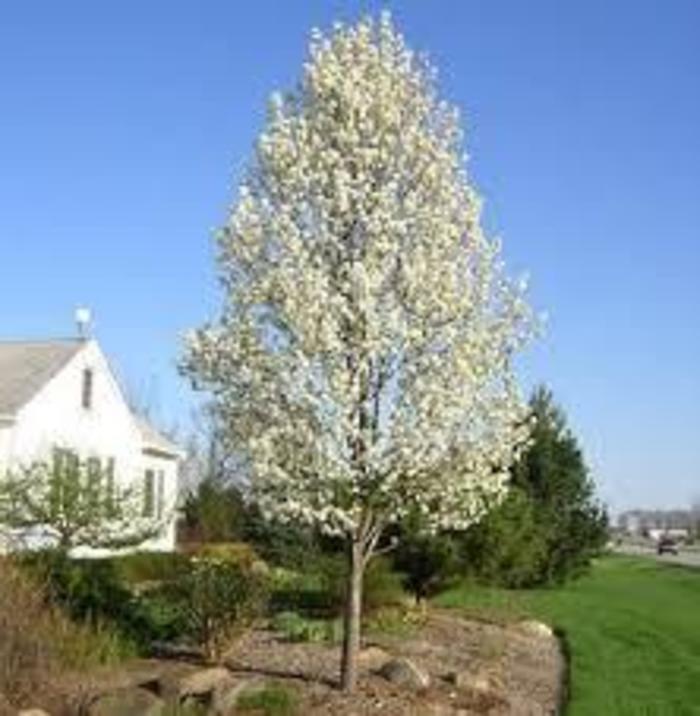 Cleveland or Chanticleer Pear - Pyrus calleryana 'Cleveland Select' or 'Chanticleer' from R&D Wholesale Nursery