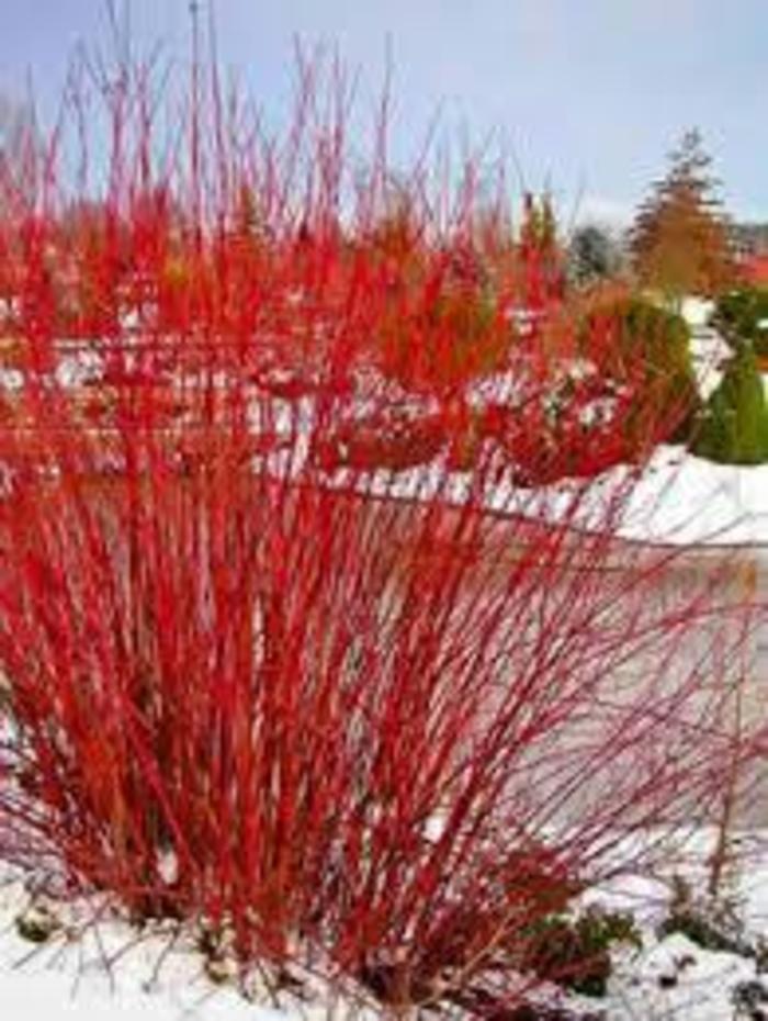 Arctic Fire Dogwood - Cornus sericea 'Artic Fire' from R&D Wholesale Nursery