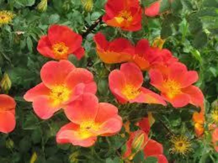 Austrian Copper Bicolor Rose - Rosa foetida 'Bicolor' from R&D Wholesale Nursery