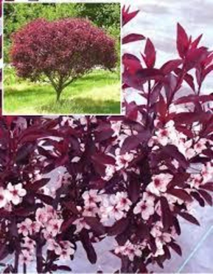 Purple Leafed Sand Cherry Tree Form - Prunus cistena 'Purple Leafed Sand Cherry' from R&D Wholesale Nursery