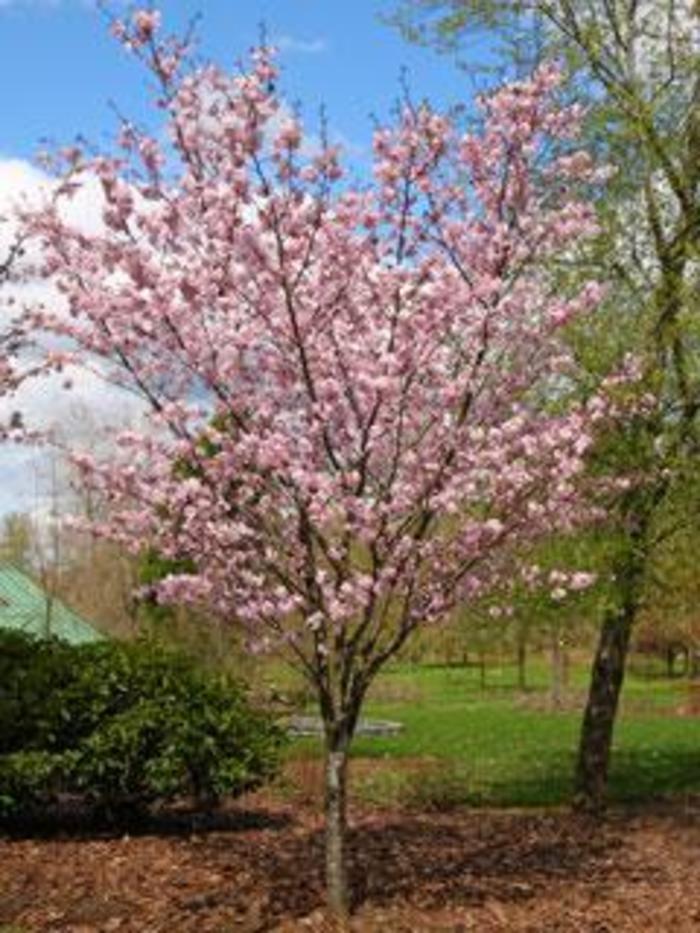 Pink Flair Cherry - Prunus sargentii ''Pink Flair' from R&D Wholesale Nursery