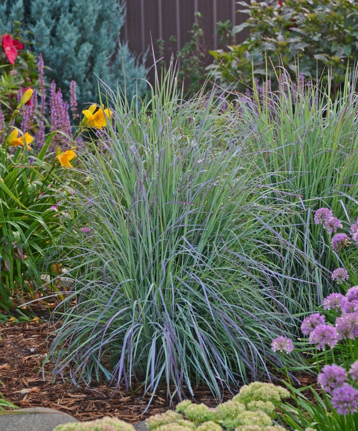 Twilight Zone Little Bluestem - Schizachyrium scoparium 'Twilight Zone' from R&D Wholesale Nursery