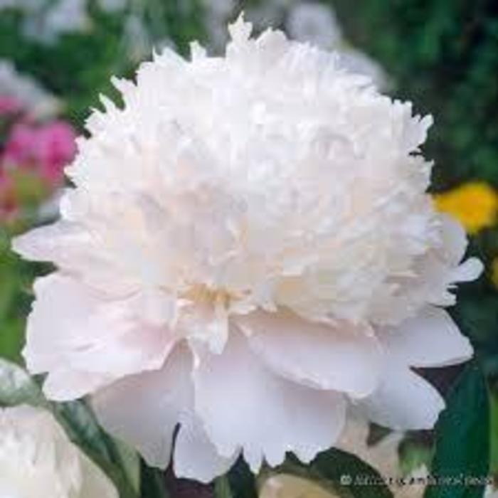 Shirley Temple Peony - Paeonia lactiflora 'Shirley Temple' from R&D Wholesale Nursery
