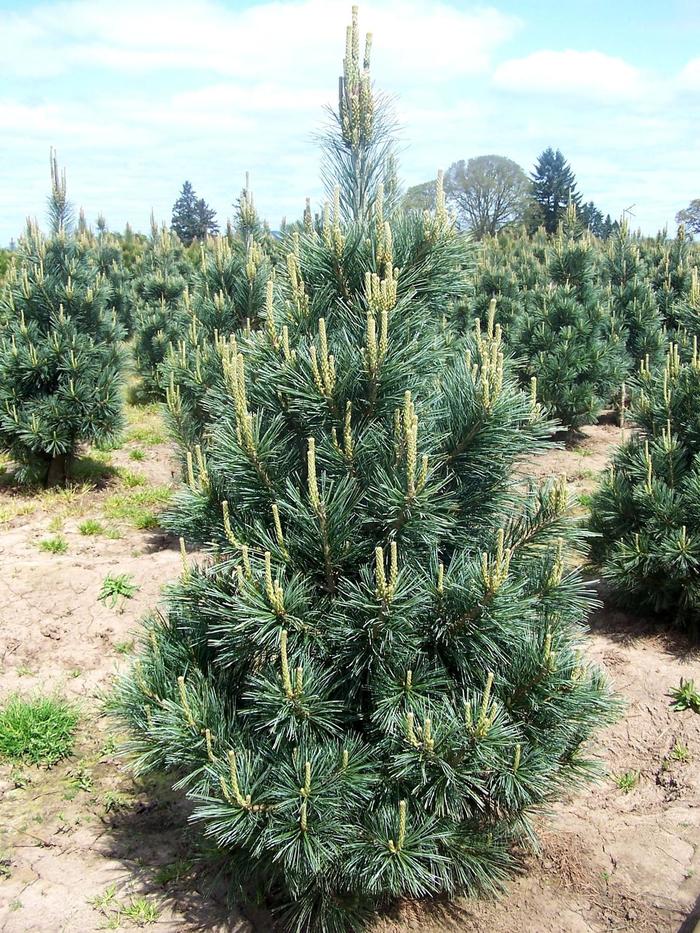Vanderwolf Limber Pine - Pinus flexilis 'Vanderwolf's Pyramid' from R&D Wholesale Nursery