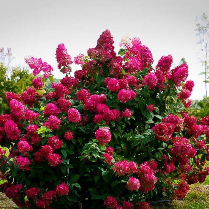 Firelight Hydrangea Tree Form - Hydrangea paniculata ''Firelight' Tree Form' from R&D Wholesale Nursery