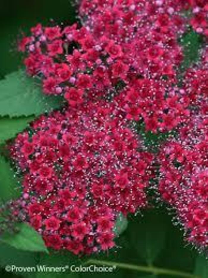 Double Play Red Spirea - Spirea japonica ''Double Play' from R&D Wholesale Nursery