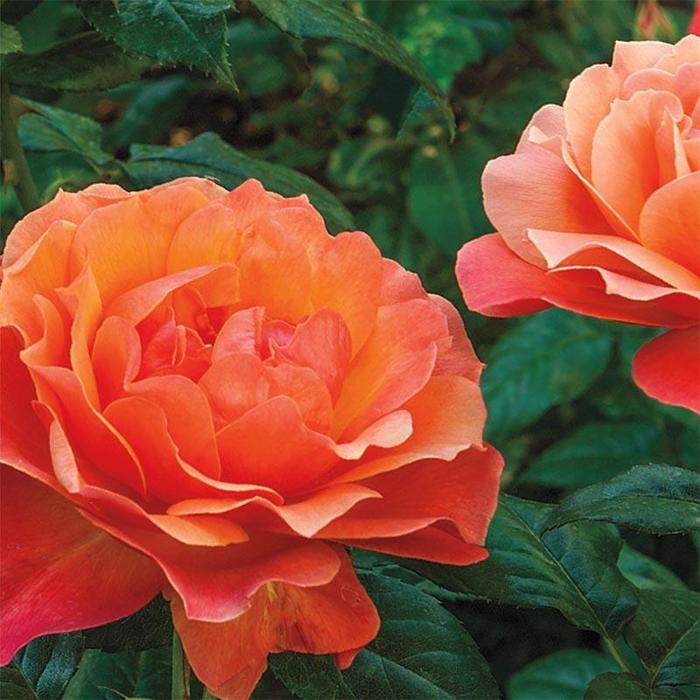 Living Easy Hardy Shrub Rose - Rosa floribunda 'Living Easy' from R&D Wholesale Nursery