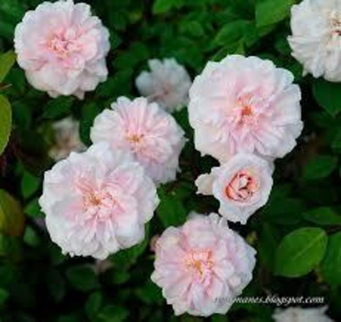 Cecil Bruyner Climbing Rose - Rosa 'Cecil Bruyner' from R&D Wholesale Nursery