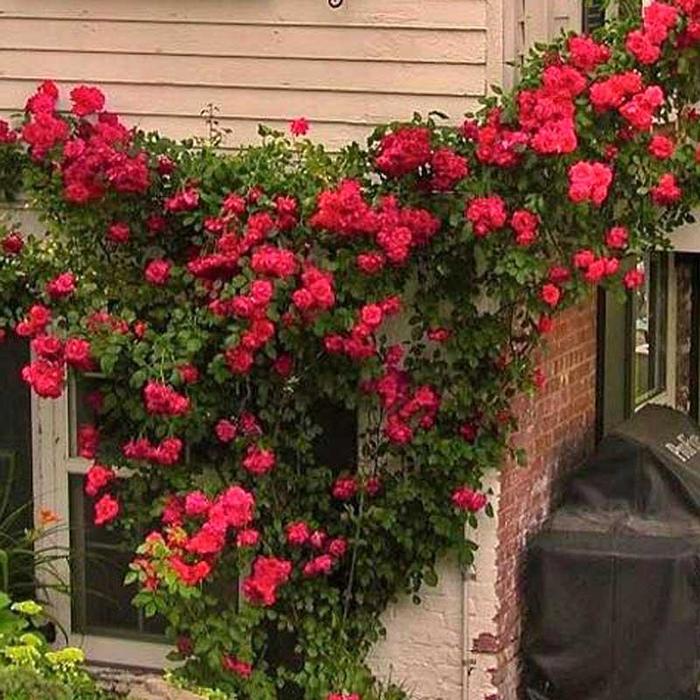 Blaze Climbing Rose - Rosa 'Blaze' from R&D Wholesale Nursery