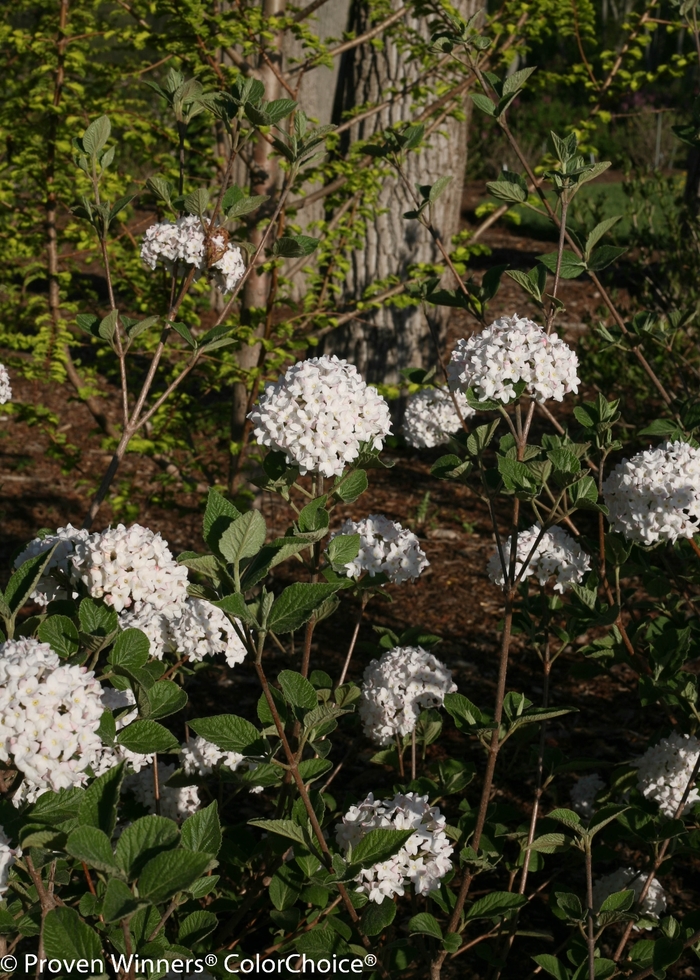 'Spice Baby&trade;' Koreanspice Viburnum - Viburnum carlesii from R&D Wholesale Nursery