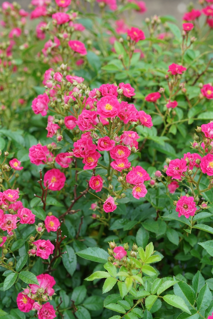 'Oso Easy Peasy&reg;' Rose - Rosa from R&D Wholesale Nursery