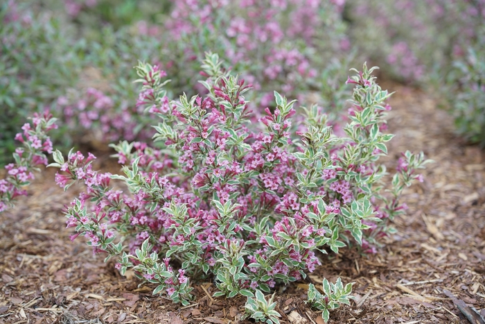 My Monet Purple Effect® - Weigela florida from R&D Wholesale Nursery