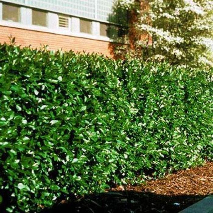 Peking cotoneaster - Cotoneaster acutifolius ''lucidus' from R&D Wholesale Nursery