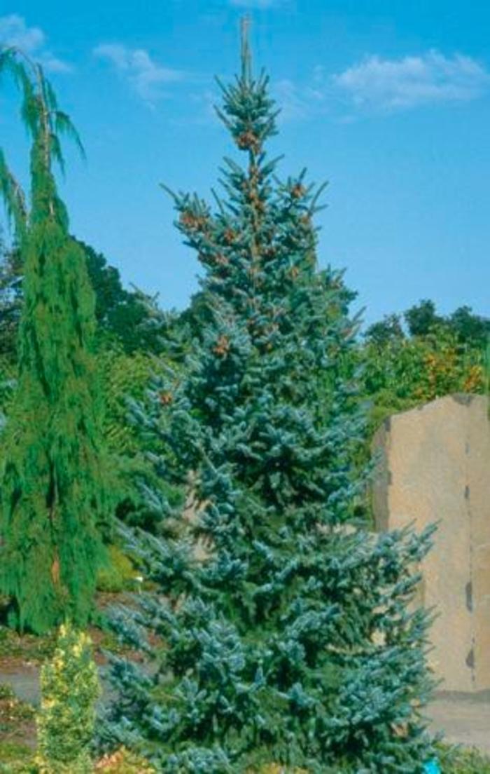 Serbian Bruns Spruce - Picea Omorika 'Bruns' from R&D Wholesale Nursery