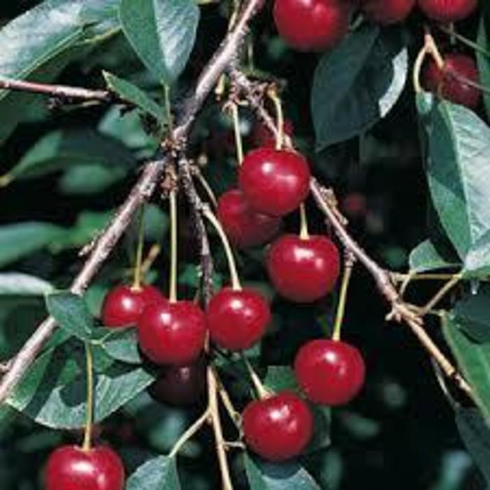 Meteor Pie Cherry' - Prunus cerasus 'Meteor' from R&D Wholesale Nursery