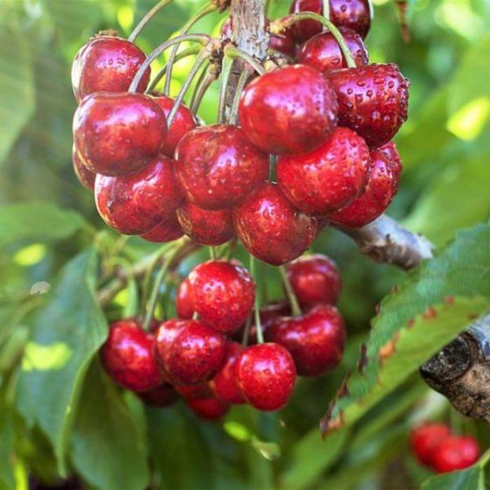 Stella Sweet Cherry - Prunus avium 'Stella' from R&D Wholesale Nursery