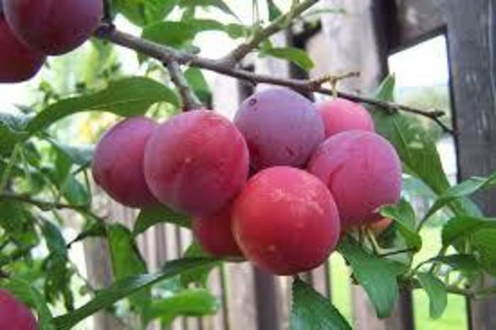 Toka Bubblegum Plum - Prunus salicina 'Toka' from R&D Wholesale Nursery