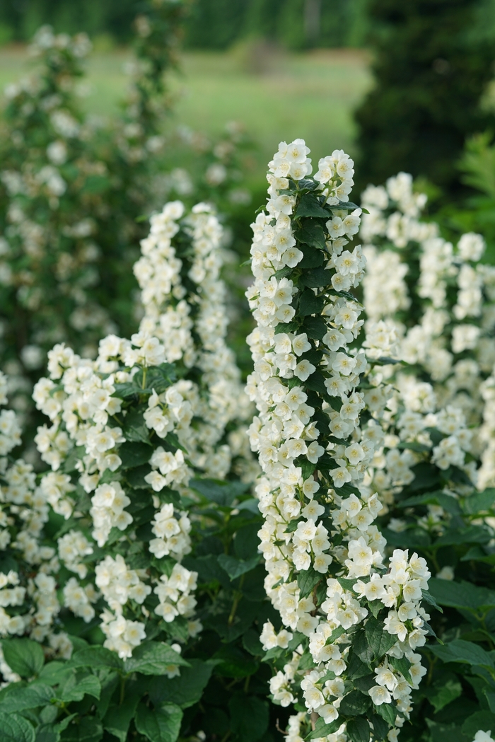 'Illuminati Tower®' Mock Orange - Philadelphus coronarius from R&D Wholesale Nursery