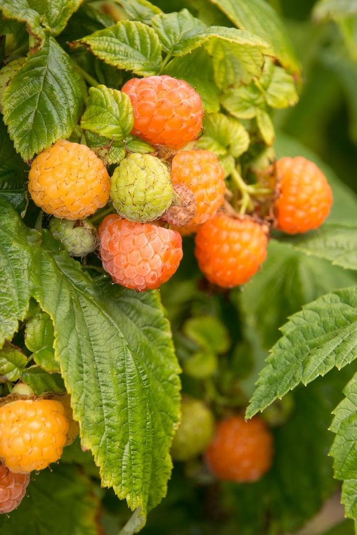 Fall Gold Raspberry - Rubus 'Fall Gold' from R&D Wholesale Nursery