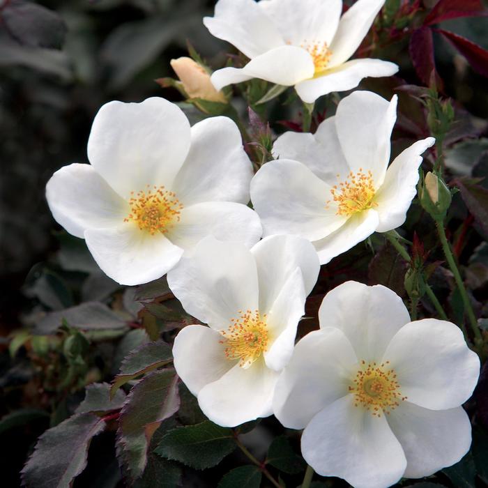 White Knock Out™ - Rosa 'Radwhite' PP20273 from R&D Wholesale Nursery