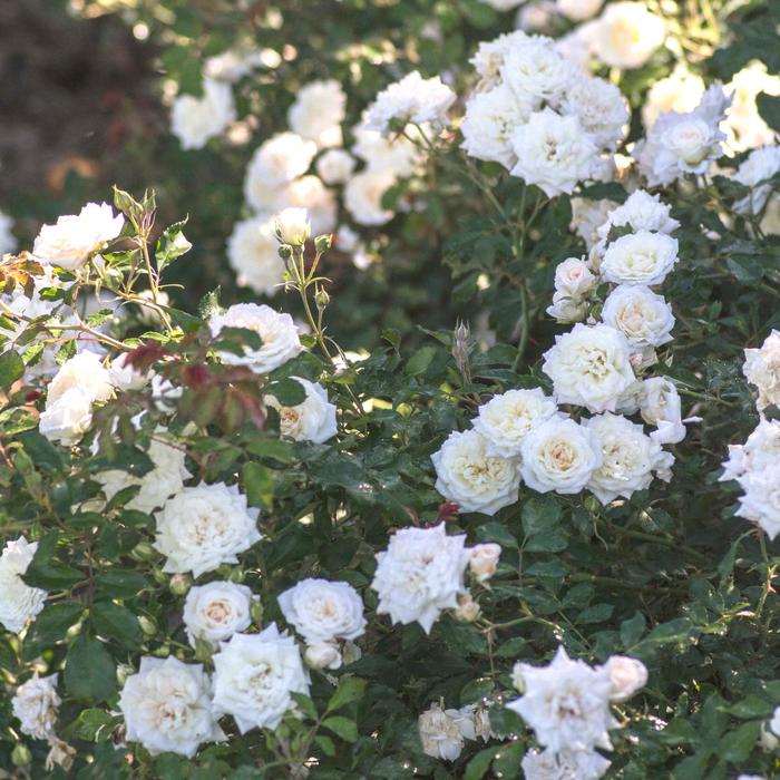 'White Drift&reg;' Rose - Rosa from R&D Wholesale Nursery