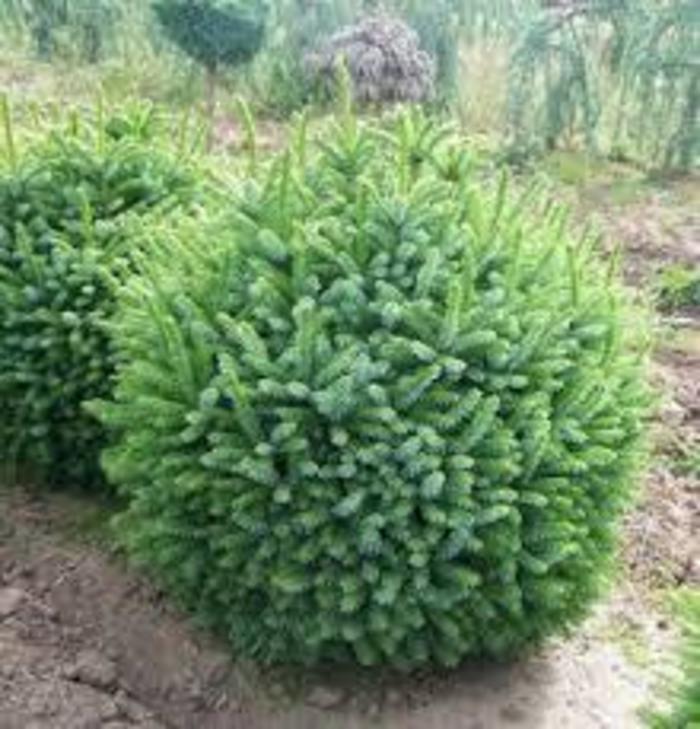 Dwarf Globe Serbian Spruce - Picea omorika 'Globosa Nana' from R&D Wholesale Nursery