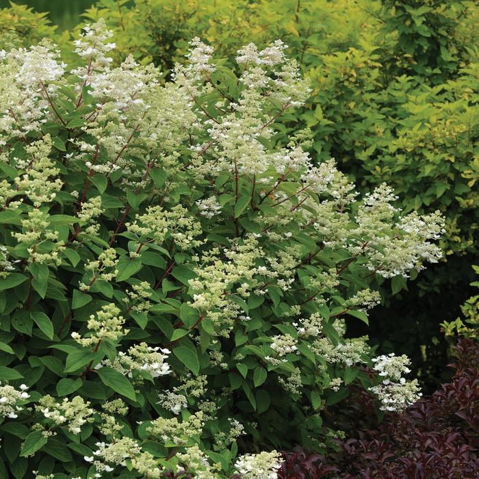Fire & Ice Hydrangea - Hydrangea paniculata 'Fire and Ice' from R&D Wholesale Nursery