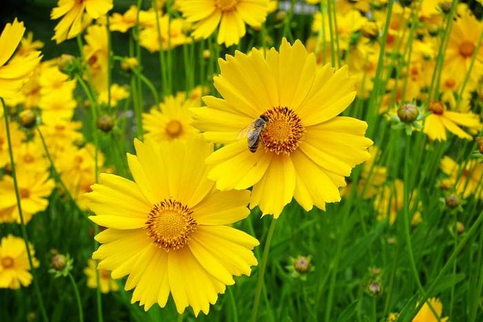 'Multiple Varieties' - Coreopsis from R&D Wholesale Nursery