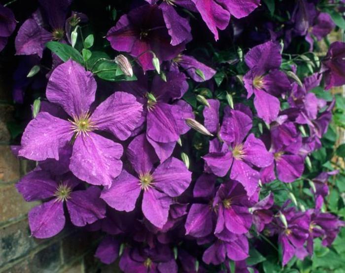 Jackman Superba - Jackmanii Clematis from R&D Wholesale Nursery