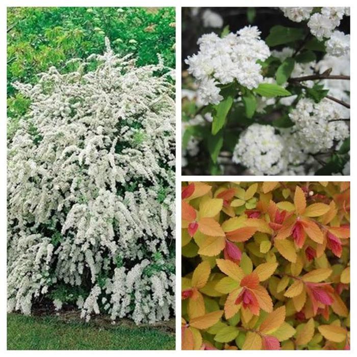 Bridal Wreath Spiraea - Spiraea prunifolia from R&D Wholesale Nursery